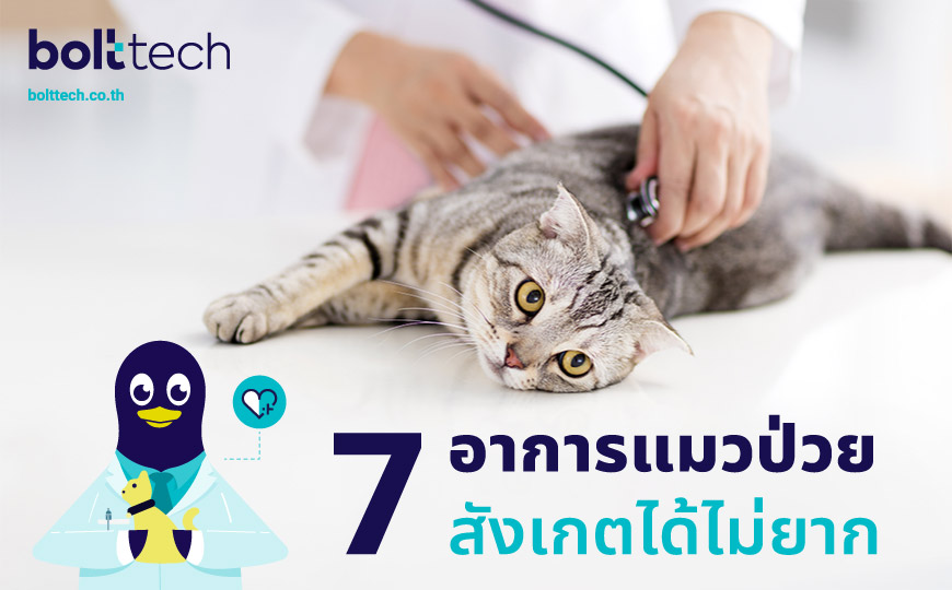 7 อาการแมวป่วย สังเกตได้ไม่ยาก - Bolttech Blog - News & Updates