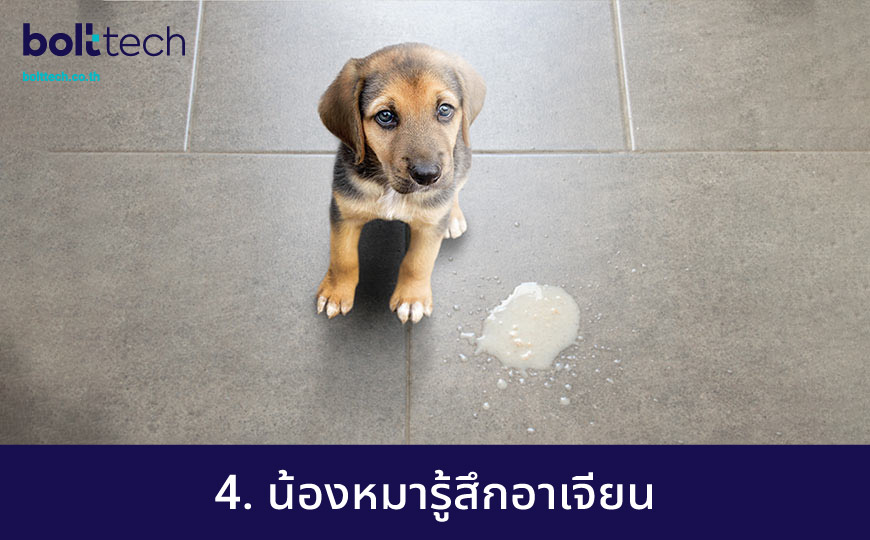 8 อาการหมาป่วย คนรักน้องหมาต้องหัดสังเกต - Bolttech Blog - News 